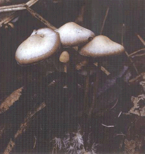 Psilocybe bohemicae-1.gif